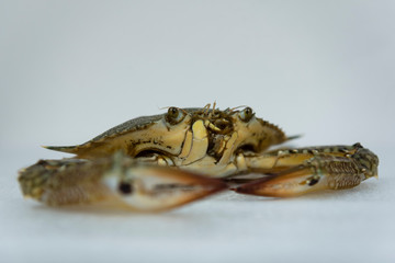 Fresh crab seafood close up on a white background