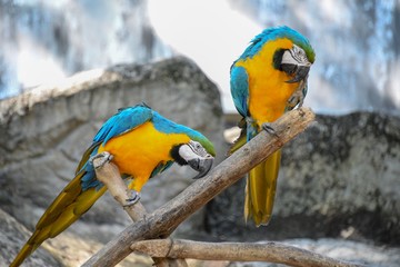 Yellow Parrots