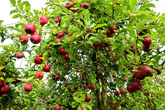 Alte Apfelbäume, Streuobstwiese, Baumkrone