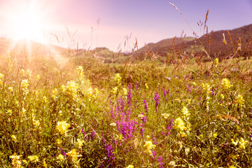 Colorful meadow flower field against sun light wiith green grass, yellow purple blooms, blue sky and mountian chain in the background - concept landscape panorama garden late summer nature environment