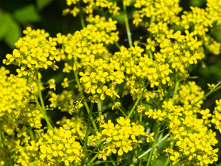 Fototapeta premium Flowers of herb barbara, bittercress, or Barbarea vulgaris macro background, selective focus, shallow DOF