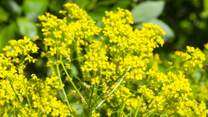 Obraz premium Flowers of herb barbara, bittercress, or Barbarea vulgaris macro background, selective focus, shallow DOF