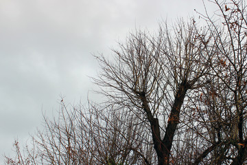 Cloudy sky with treetop