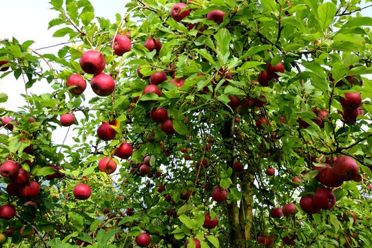 Apfelbaum, Baumkrone, viele rote Äpfel, Streuobstwiese
