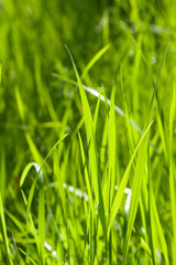 Green fresh grass macro background with bokeh, shallow DOF, selective focus