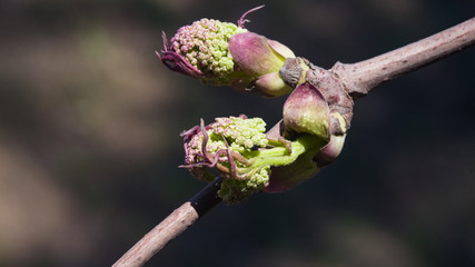 Flower buds of red elderberry, Sambucus Racemosa, on branch with bokeh background macro, selective focus