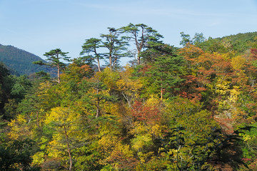 Obraz premium Naruko Gorge in autumn, Japan