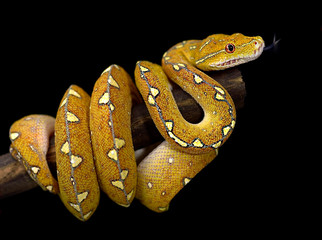 Fototapeta premium BYAK ISLAND GREEN TREE PYTHON CURLED ROUND TREE BRANCH FLICKING TOUNGUE