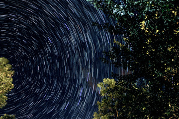 Star trail in the woods