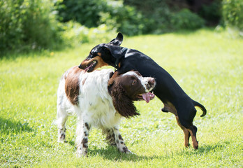 Two dogs playing rough in summer green nature outdoors play