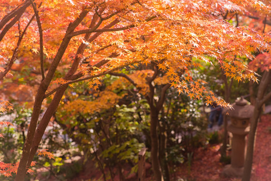 Colorful of maple leaves in autumn.