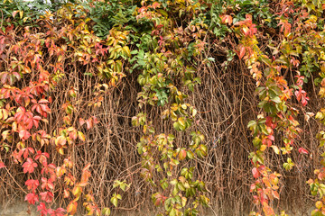 Ivy leaves wrapped in different colors in the fall and covering the wall with thin branches - obrazy, fototapety, plakaty