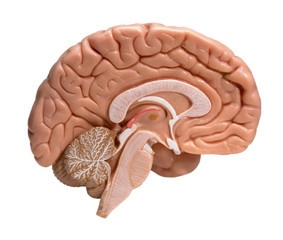 LEFT HALF OF HUMAN BRAIN ON WHITE BACKGROUND