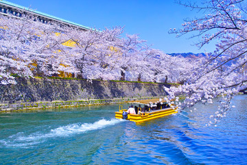 春の京都、満開の桜咲く琵琶湖疎水と遊覧船
