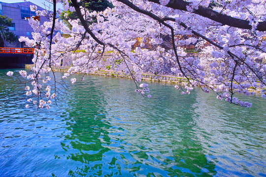 春の京都、満開の桜咲く琵琶湖疎水
