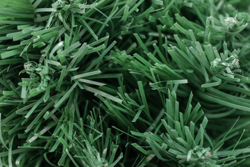 Decorative fir tree, closeup