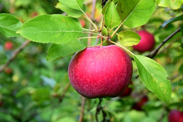 Apfel am Ast, freigestellt vor grünen Hintergrund