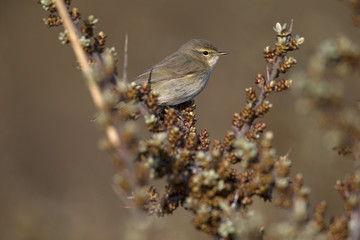 A common chiffchaff (Phylloscopus collybita) perched on a branch .With a beautiful clean brown and green colored background.