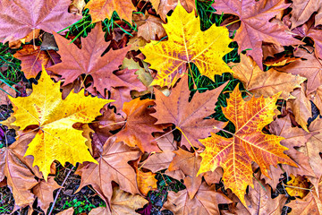 Naklejka na ściany i meble Autumn season scene with colorful fallen leaves
