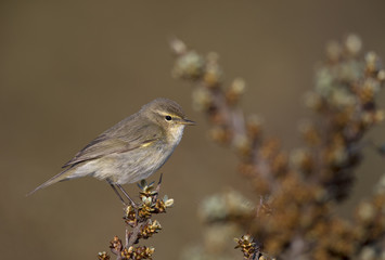 A common chiffchaff (Phylloscopus collybita) perched on a branch .With a beautiful clean brown and green colored background.