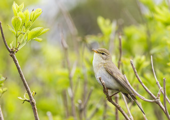 Obraz premium A willow warbler (Phylloscopus trochilus) showing its territory by singing loud on a branch. In a bright green background with leafs and branches.