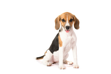 beagle dog isolated on white 
