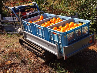 収穫したミカンを運ぶ運搬車