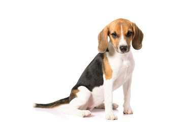 beagle dog isolated on white  - obrazy, fototapety, plakaty