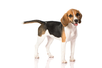 beagle dog isolated on white 