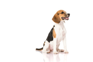 beagle dog isolated on white 