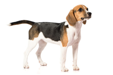 beagle dog isolated on white 