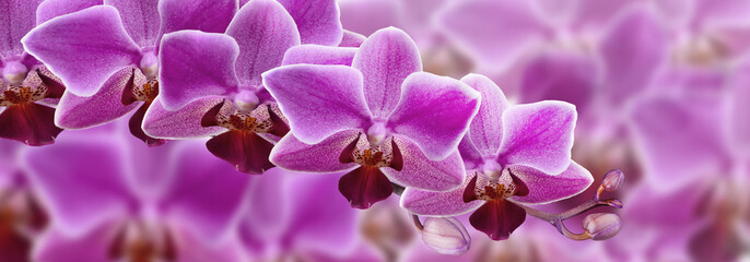 Fototapeta na wymiar Orchid flower close-up