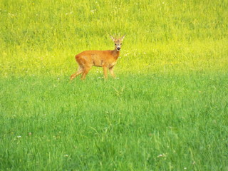 Capriolo del Trentino