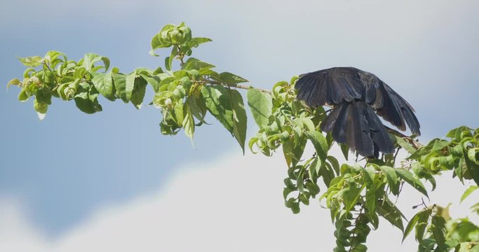 Groove-billed Ani flies off branch