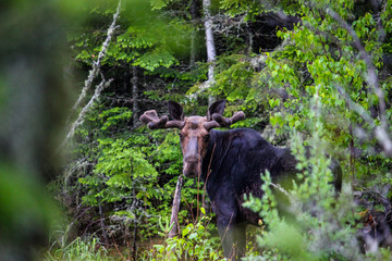 North Maine Woods: Moose