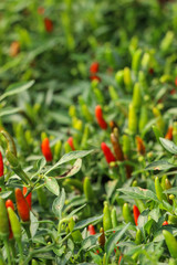 Chilli Pepper tree at garden
