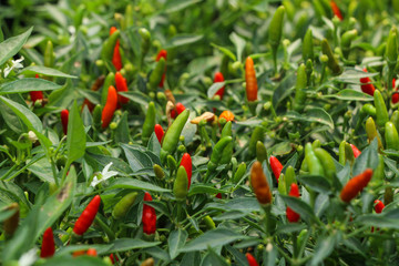 Chilli Pepper tree at garden