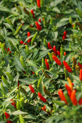 Chilli Pepper tree at garden