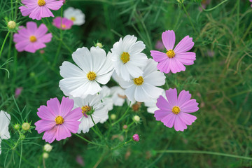 white and pink flowers on green grass