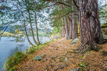 Impressions of the Rothiemurchus Forest
