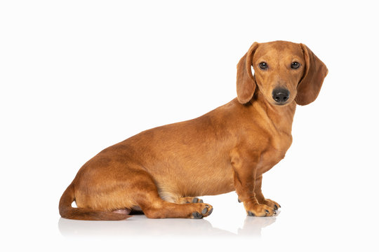 All white dachshund 2025