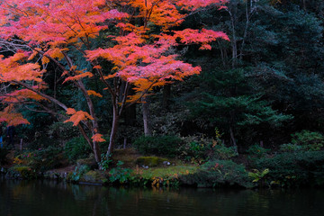 Japan im Herbst