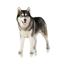 black and white siberian Husky dog on white