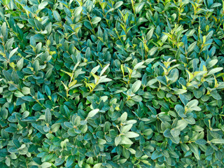 background of green leaves