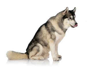 black and white siberian Husky dog on white