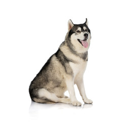 black and white siberian Husky dog on white