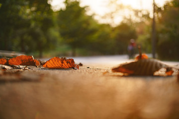 Rural street with dried leave