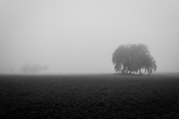 Trees on a field in the fog Italy