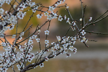 福井の梅街道