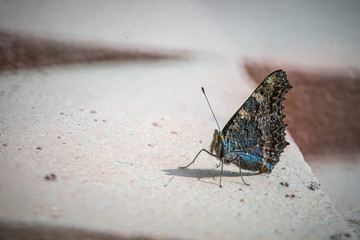 Blue butterfly